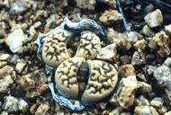 Lithops